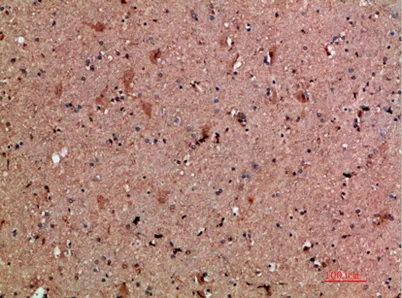 NNT-1 rabbit pAb