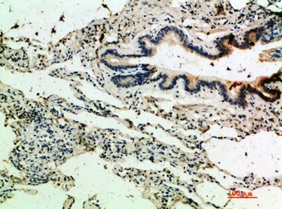 Thrombospondin 4 rabbit pAb - image 1