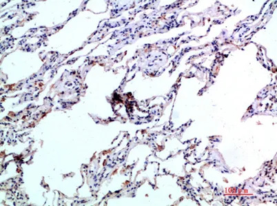 Eotaxin-2 rabbit pAb - image 1