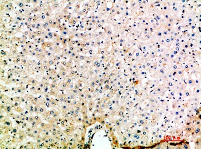 MIP-5 rabbit pAb - image 1