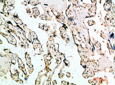 IFN-β rabbit pAb - image 1
