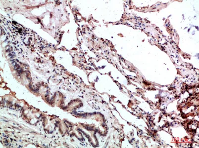 GMF-γ rabbit pAb - image 1