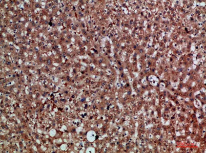 CDNF rabbit pAb - image 1