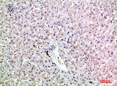 LT-β rabbit pAb - image 1