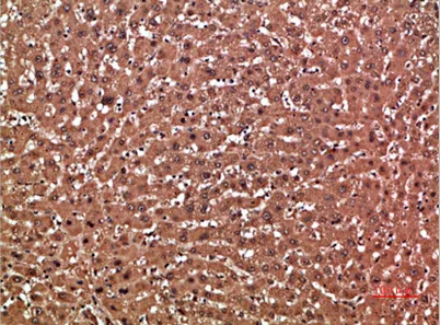 GSTA1 rabbit pAb - image 1