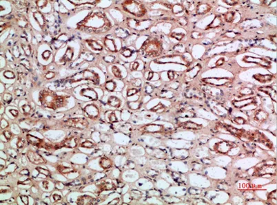 Tetranectin rabbit pAb - image 1