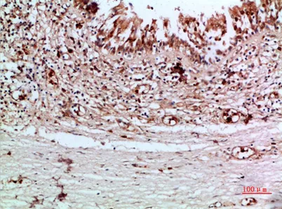 Thyroglobulin rabbit pAb - image 1