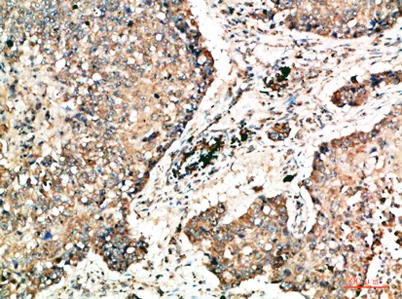 Napsin A rabbit pAb - image 1