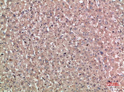 Noggin rabbit pAb - image 1