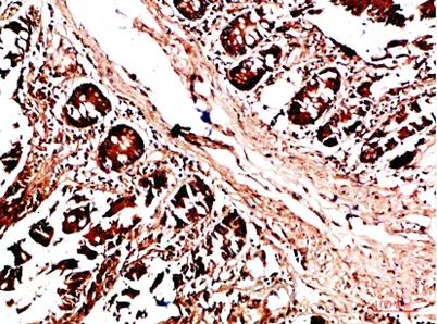 HLA-DQA1 rabbit pAb - image 1