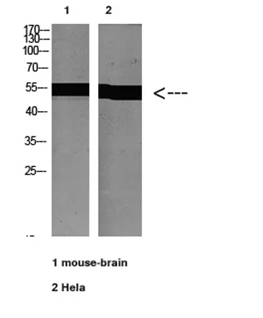 Tubulin α rabbit pAb