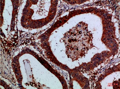 Cystatin B rabbit pAb - image 1