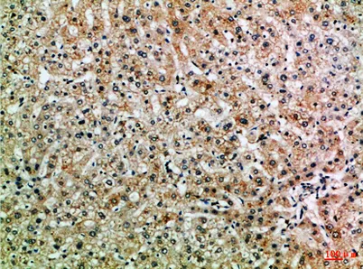 ASPP1 rabbit pAb - image 1
