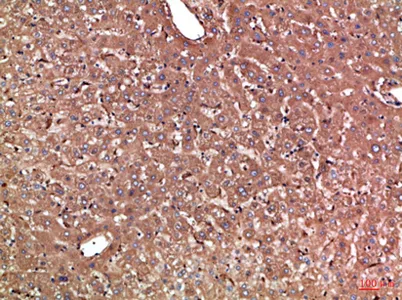 Haptoglobin rabbit pAb - image 1