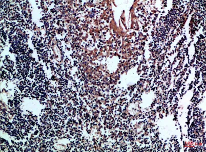 CD80 rabbit pAb - image 1