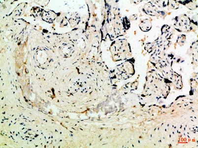 Ob rabbit pAb - image 1