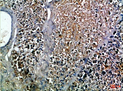 Insulin rabbit pAb - image 1