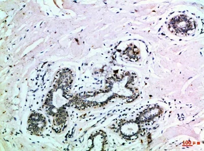 EphB3 rabbit pAb - image 1