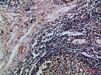 Integrin αE rabbit pAb - image 1