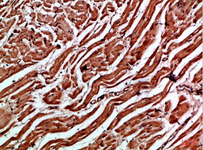 Cytoglobin rabbit pAb
