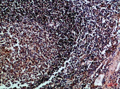 HLA-DMβ rabbit pAb - image 1