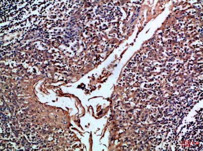 CD24 rabbit pAb - image 1