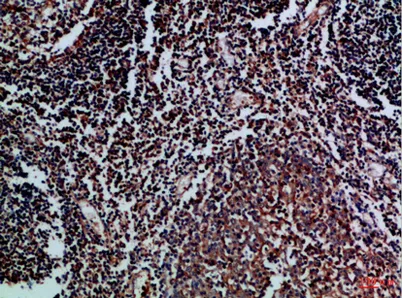 CD70 rabbit pAb - image 1