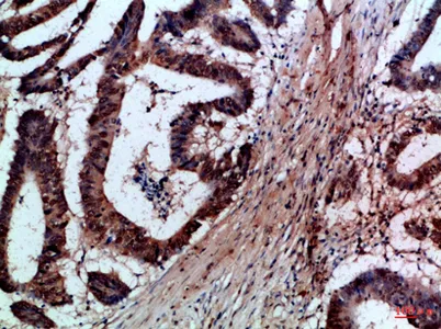 FAS-L rabbit pAb - image 1