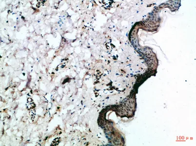 Frizzled-4 rabbit pAb - image 1
