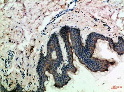 MCP-3 rabbit pAb - image 1