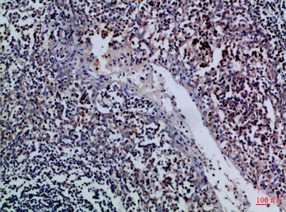 Granzyme M rabbit pAb - image 1