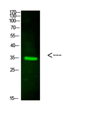 CTXL rabbit pAb - image 1