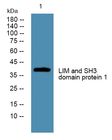 LIM and SH3 domain protein 1 rabbit pAb - image 1