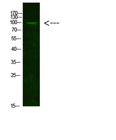 AR (Acetyl-K631) rabbit pAb