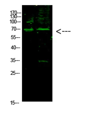 E2F-1 (Acetyl-K117) rabbit pAb - image 1