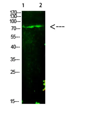 E2F-1 (Acetyl-K125) rabbit pAb - image 1