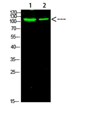 PARP-1 (Acetyl-K521) rabbit pAb - image 1