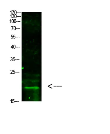 Histone H3 (Tri-Methyl-K5) rabbit pAb - image 1