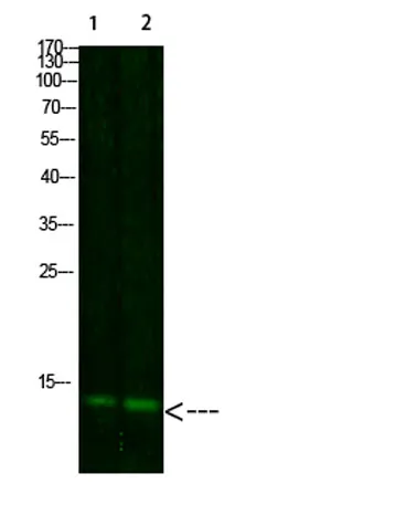 Thioredoxin rabbit pAb - image 1