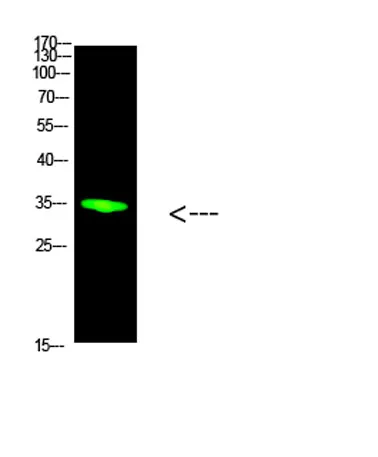 PCNA rabbit pAb - image 1