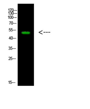 LWS rabbit pAb