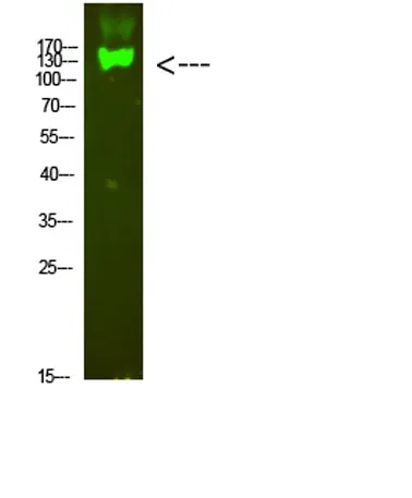 Integrin β7 rabbit pAb - image 1