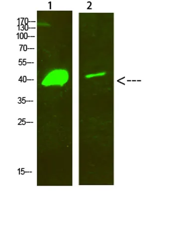 Dlx-2 rabbit pAb - image 1
