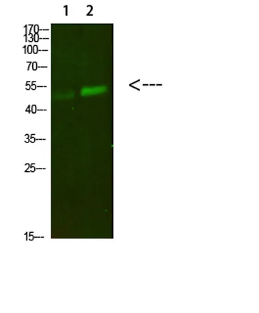 PBEF rabbit pAb - image 1