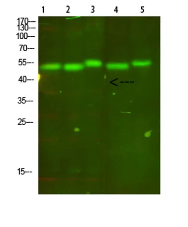 Cytochrome b rabbit pAb