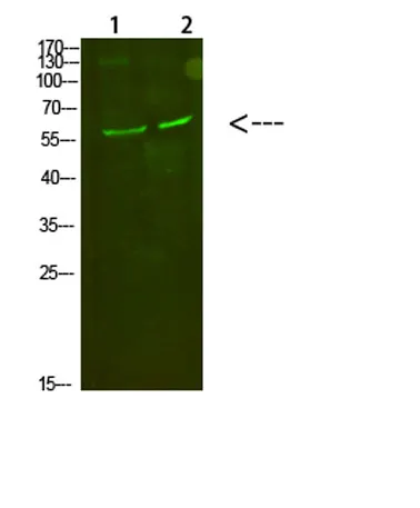 C8 α rabbit pAb - image 1