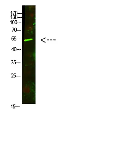 AVPR1A rabbit pAb - image 1