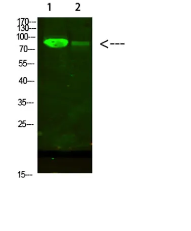 AFG3L2 rabbit pAb - image 1