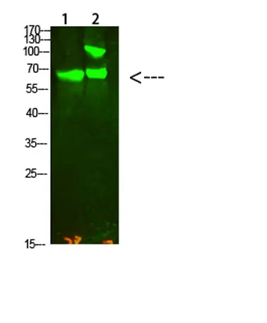 COL13A1 rabbit pAb - image 1