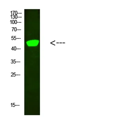 C1RL rabbit pAb - image 1